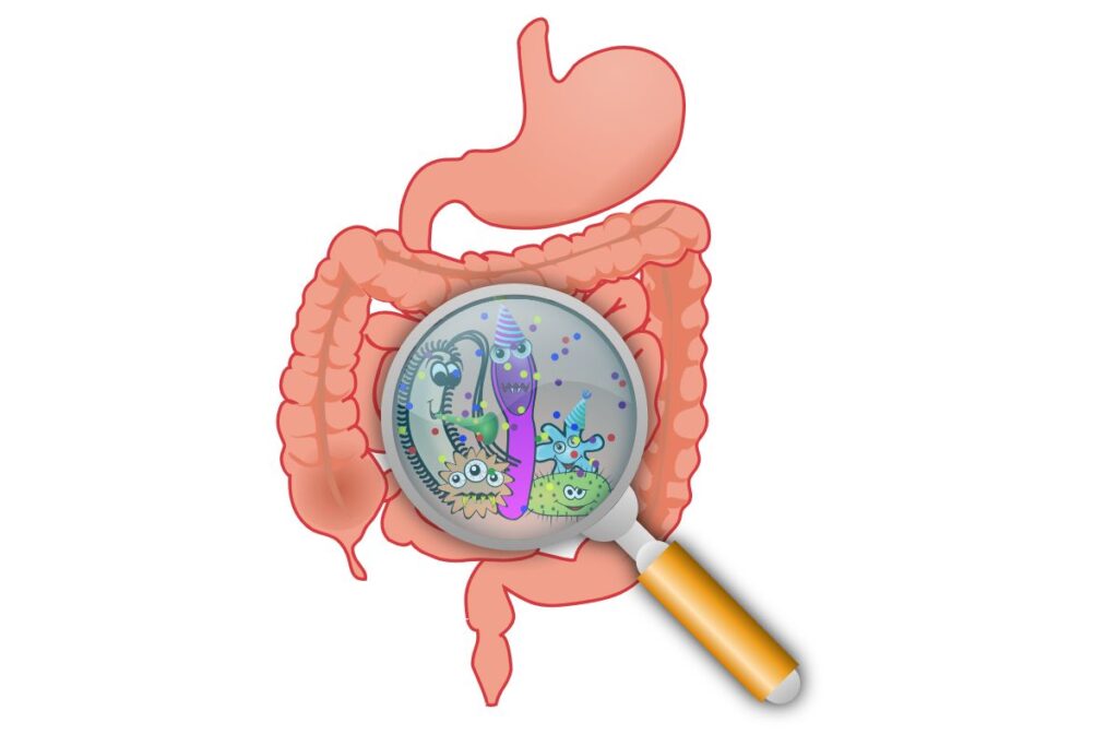 probióticos o que são, benefícios e como incluir na rotina